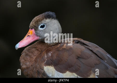 Closup de canard sifflement à ventre noir Banque D'Images