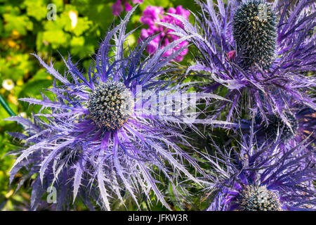 Close up of purple mer alpine Eryngium Alpinum Superbum holly Banque D'Images