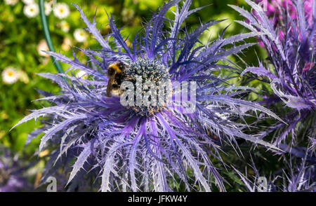 Gros plan d'abeille sur le houx de mer alpin violet Eryngium Alpinum Superbum, Royaume-Uni Banque D'Images