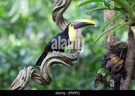 Toucan à gorge jaune banane manger Banque D'Images