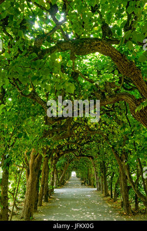 Tilleul (Tilia arcade), cour, jardin, jardin du palais, Château de Dachau Dachau, Haute-Bavière, Bavière, Allemagne Banque D'Images