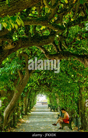 Tilleul (Tilia arcade), cour, jardin, jardin du palais, Château de Dachau Dachau, Haute-Bavière, Bavière, Allemagne Banque D'Images