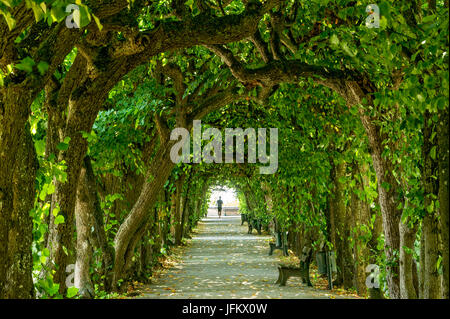 Tilleul (Tilia arcade), cour, jardin, jardin du palais, Château de Dachau Dachau, Haute-Bavière, Bavière, Allemagne Banque D'Images