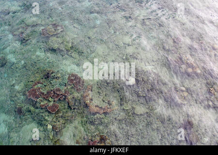 Voir à travers le récif de corail sous-marine à l'île de Tioman, Malaisie Banque D'Images