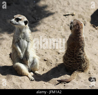 Deux d'alerte permanent suricates Banque D'Images