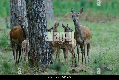 Groupe de deux femelles red deer et trois veaux. Le Parc national Hoge Veluwe, Pays-Bas Banque D'Images