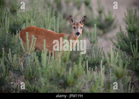 Chevreuil femelle entre youne pins. Le Parc national Hoge Veluwe, Pays-Bas Banque D'Images