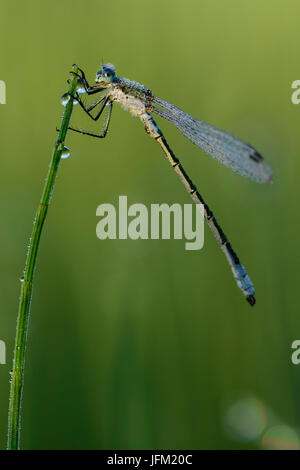 Demoiselle d'émeraude ou Spreadwing commun (Lestes sponsa) avec la rosée sur un matin brumeux de l'été. Banque D'Images