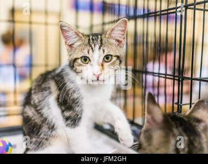 Portrait de l'un calico tabby kitten en cage en attente d'adoption Banque D'Images