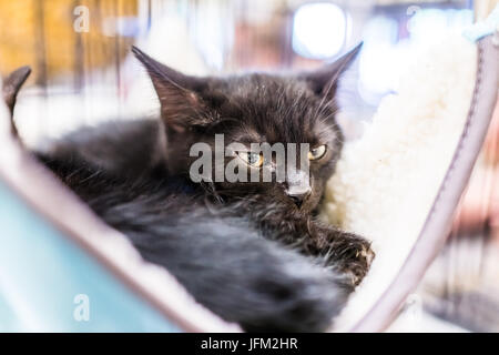 Portrait de l'un tout petit chaton noir couché dans le visage de couchage hamac en attente d'adoption Banque D'Images