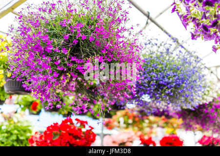 De nombreux petits coloré violet, rose et rouge petites fleurs avec des feuilles vertes en pot au jardin sous le soleil de la lumière du soleil Banque D'Images