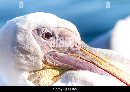 Dans le parc s'asseoir ce beau pelican Banque D'Images