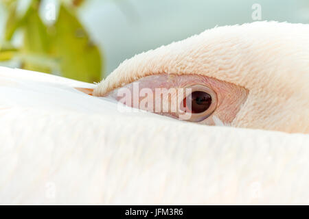 Dans le parc s'asseoir ce beau pelican Banque D'Images