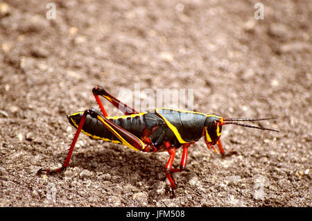 Eastern lubber Grasshopper Romalea microptera nom Latin dans le stade de nymphe Banque D'Images