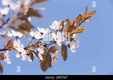 Bloodplum (Prunus cerasifera 'Nigra') Banque D'Images