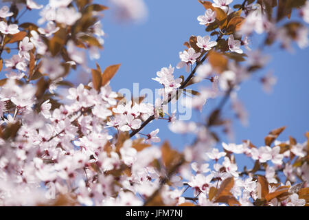 Bloodplum (Prunus cerasifera 'Nigra') Banque D'Images