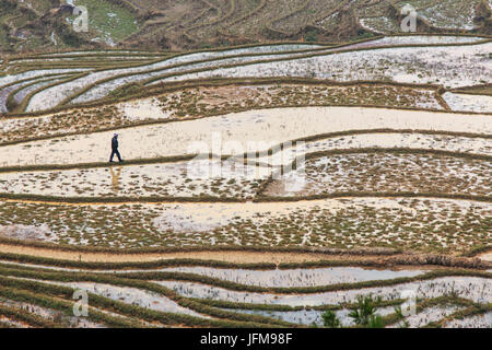 Farmer marcher parmi les rizières en terrasses de Sapa au Vietnam du Nord Banque D'Images