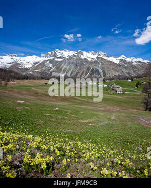 Plein de fleurs des champs au printemps en Val di Fex en Engadine, dans l'arrière-plan le groupe de Piz Lagrev toujours couvert de neige, la Suisse, l'Europe Banque D'Images