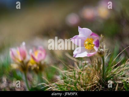 Pulsatilla vernalis, Valtartano Torrenzuolo, blossom, Valtellina, Lombardie, Italie Banque D'Images