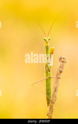 Palude Luna, Brescia, Lombardie, Italie un homme mantis tournage sur une petite branche Banque D'Images