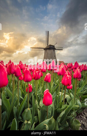 Moulin à vent et les champs de tulipes, Alkmaar, Pays-Bas polder Banque D'Images