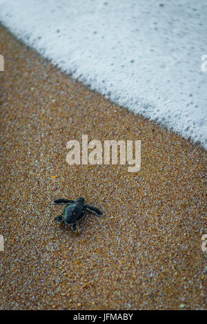 Ras Al Jinz, Turle, Sultanat d'Oman, au Moyen-Orient, des nouveau-nés tortue de mer verte de retourner à la mer, Banque D'Images