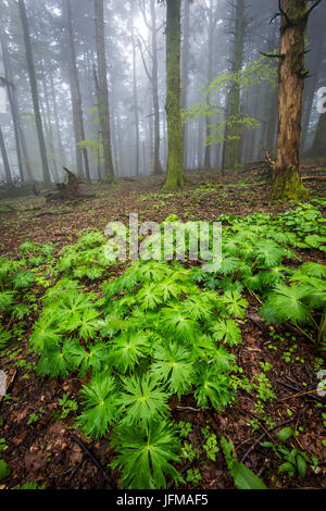 Sassofratino Foreste Casentinesi, Réserve de parc national, Badia Prataglia, Toscane, Italie, Europe, le vert des feuilles humides dans le bois, Banque D'Images