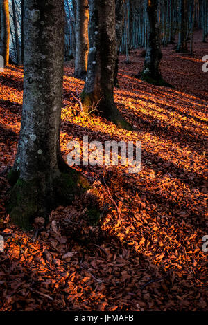 Sassofratino Foreste Casentinesi, Réserve de parc national, Badia Prataglia, Toscane, Italie, Europe, les lames de lumière dans la forêt, Banque D'Images