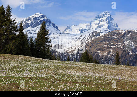 Crocus (Crocus vernus) fleurissent à l'Alp Flix, avec Piz Platta en arrière-plan, Sur, Grisons, Suisse Banque D'Images