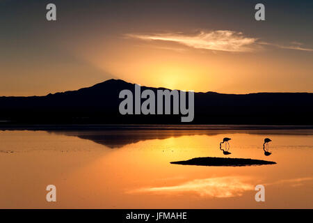 Des flamants roses sur la lagune Chaxa Salar de Atacama au coucher du soleil, le Chili Amérique du Sud Banque D'Images