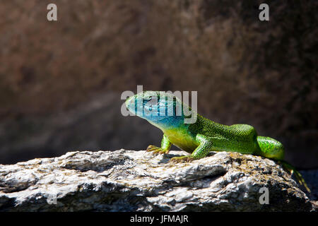 Le lézard vert (Lacerta viridis) est un grand lézard distribués à travers'latitudes moyennes, il est souvent vu de soleil sur des roches ou des pelouses, ou d'accueillir parmi les buissons, Suisse Europe Banque D'Images