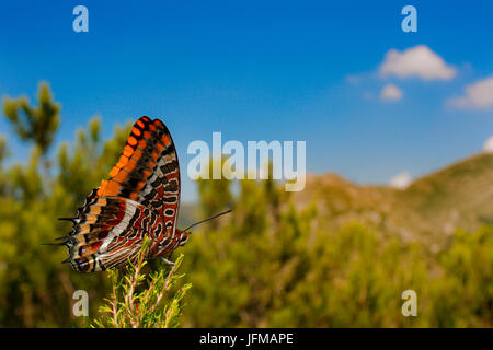 Charaxes jasius, Ligurie, Italie, Bogliasco Banque D'Images