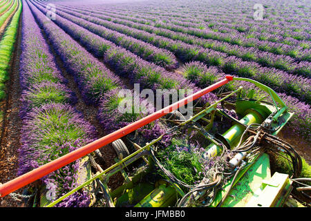 Europe, France, Provence Alpes Cote d'Azur, Plateau de Valensole, la récolte des premières rangées de lavande Banque D'Images