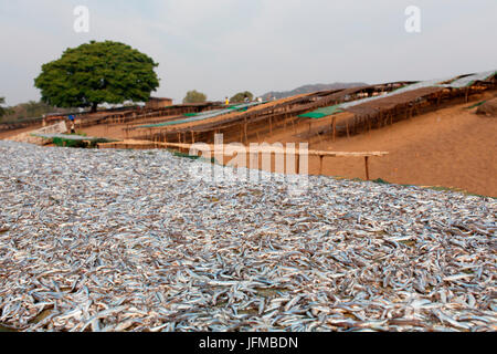 L'Afrique, Malawi, district de Salima, le marché aux poissons au lac Malawi Banque D'Images