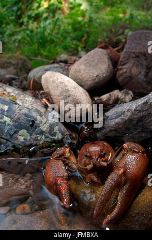 Austropotamobius pallipes est un rare italienne d'eau douce, crevettes Aveto valley, Gênes, Italie, Europe Banque D'Images