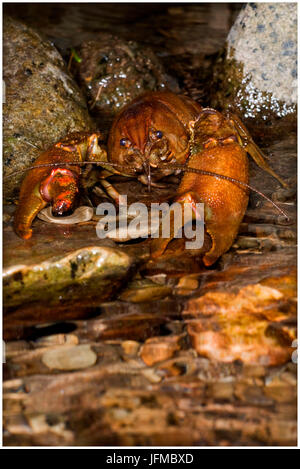 Austropotamobius pallipes est un rare italienne d'eau douce, crevettes Aveto valley, Gênes, Italie, Europe Banque D'Images