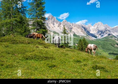 Chevaux pâturage sur la plaine verte sur San Pellegrino Pass, Dolomites, Trentin-Haut-Adige, Italie Banque D'Images