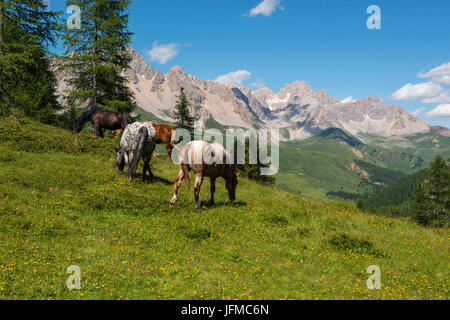 Chevaux pâturage sur la plaine verte sur San Pellegrino Pass, Dolomites, Trentin-Haut-Adige, Italie Banque D'Images