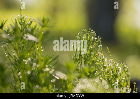 Gouttes de rosée sur un bokeh avec plantes, nature bachground Banque D'Images