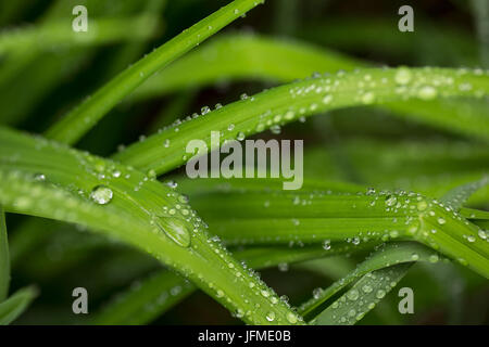 Close-up de gouttes de rosée sur l'herbe verte des feuilles, matin d'été Banque D'Images