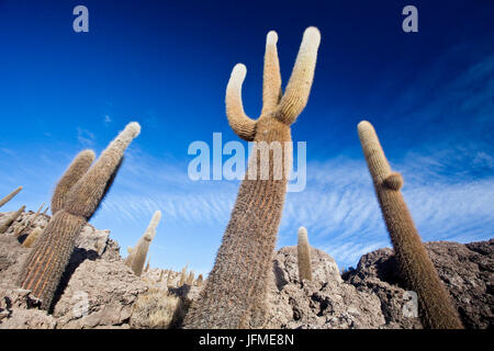 Close up of cactus géants sur les collines et les rochers de la Isla Incahuasi situé dans le Salar de Uyuni Sud Lipez Bolivie Amérique du Sud Banque D'Images