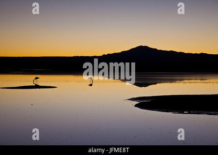 Silhouettes de flamants roses dans les eaux calmes de la lagune Chaxa au coucher de San Pedro de Atacama Chili Amérique du Sud Banque D'Images