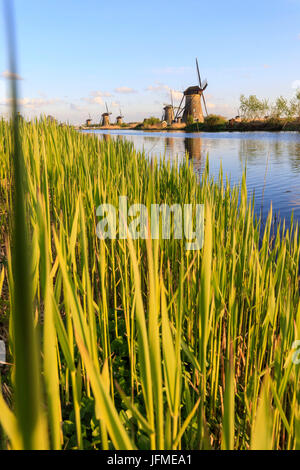 Les moulins à vent typiques reflétée dans le canal encadré par Molenwaard Kinderlijk au printemps herbe South Holland aux Pays-Bas l'Europe Banque D'Images