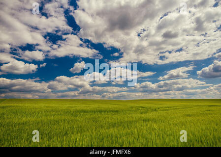 Photo horizontale de champ avec grain vert plantes. Le terrain est sur une légère colline quelles sont les causes de l'ombre de Nice sur la surface. Le ciel est bleu foncé avec du blanc de DRAM Banque D'Images