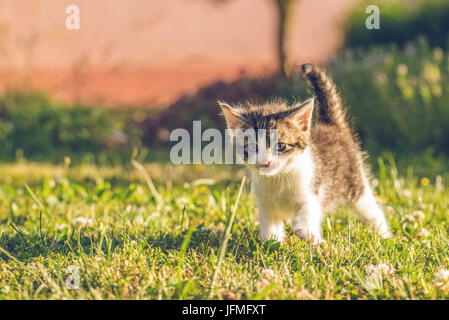 Photo horizontale unique de cinq semaines chaton. Le tomcat est de l'herbe dans le jardin. Bébé animal a nice avec fourrures tabby et blanc. Le chat s Banque D'Images