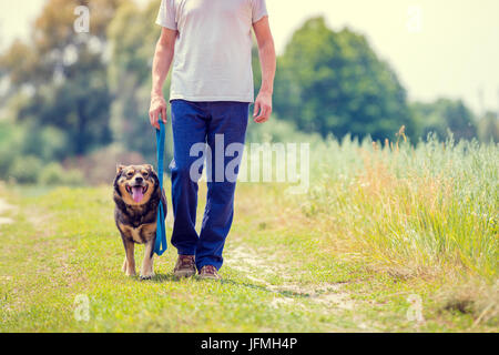 Homme avec chien en laisse aller sur chemin de terre dans le domaine en été Banque D'Images