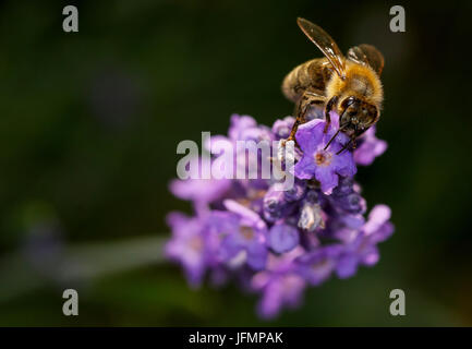 Close up Abeille la collecte du pollen d'une fleur de lavande bush faible profondeur de champ, Shepperton, Angleterre, Royaume-Uni Banque D'Images