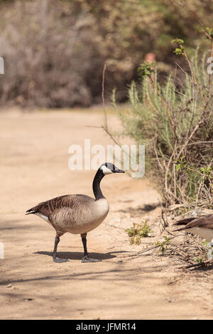 La bernache du Canada, Branta canadensis maxima Banque D'Images