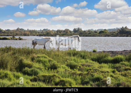 Paire de chevaux blancs le pâturage dans le Delta du Rhône, Provence Banque D'Images