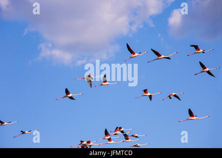 Grande volée de flamants roses en vol libre Banque D'Images